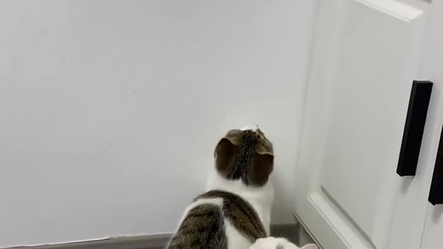 Curiosity is the nature if the cat