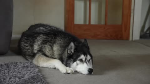 My Husky PROTECTS Me From The Neighbours!