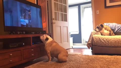 Bulldog Gets BIG Scare During Horror Scene