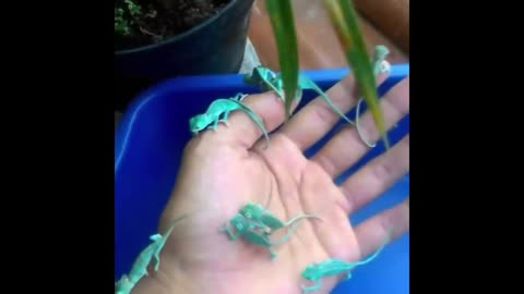 Cute baby animals Videos Compilation cute moment of the animals - Cutest Animals #5