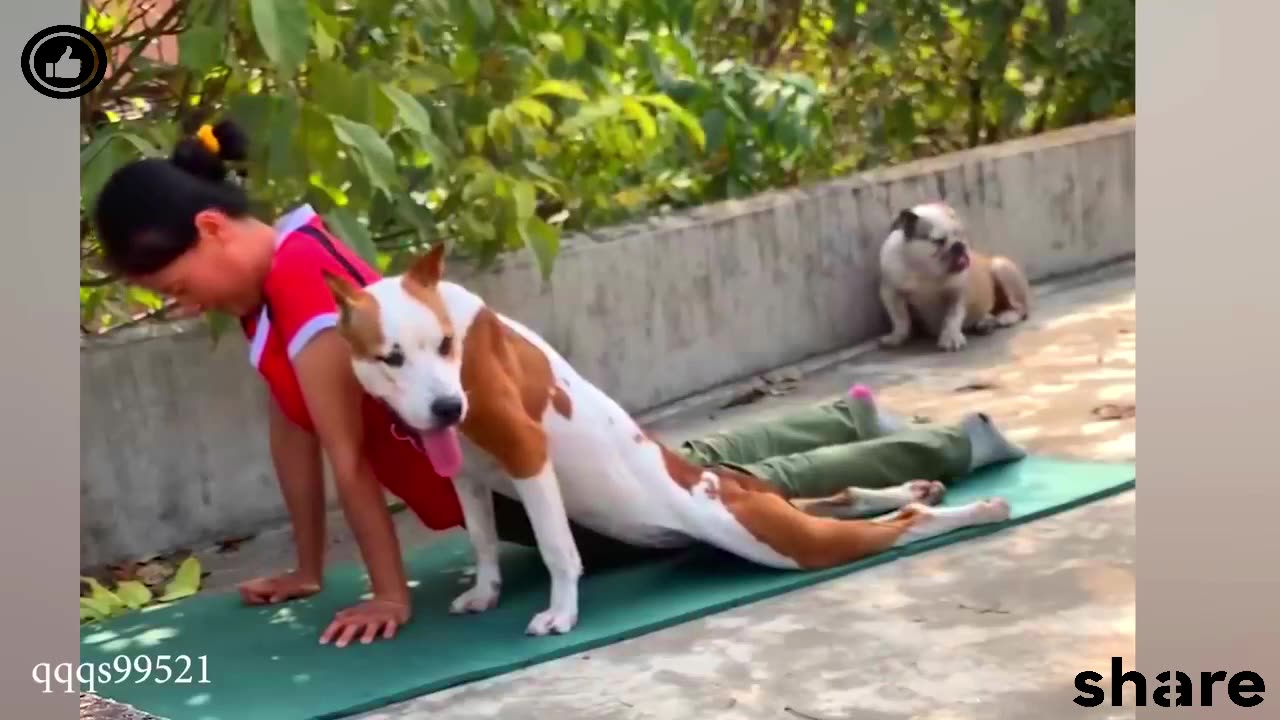 DOG exercise funny monent.