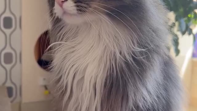 Dignified and quiet Mimi