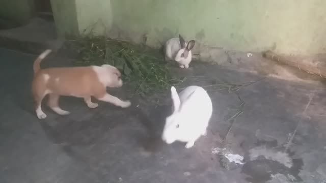 Puppy Google and baby rabbits together.
