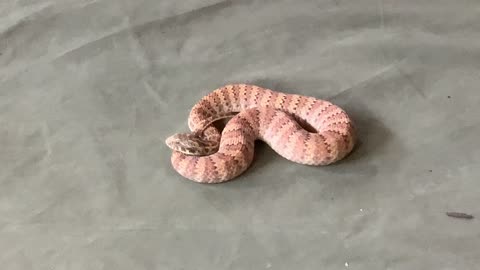 The Australian Death Adder Snake