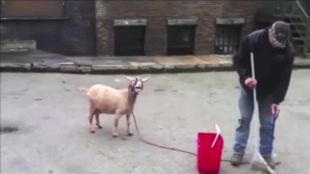 funny goat screaming laughing