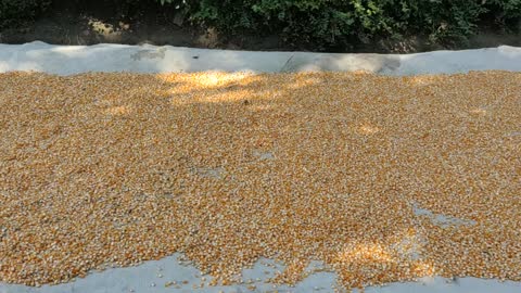 WOWWW....Billions of Seeds Scattered on the Road