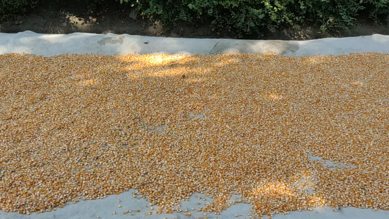 WOWWW....Billions of Seeds Scattered on the Road