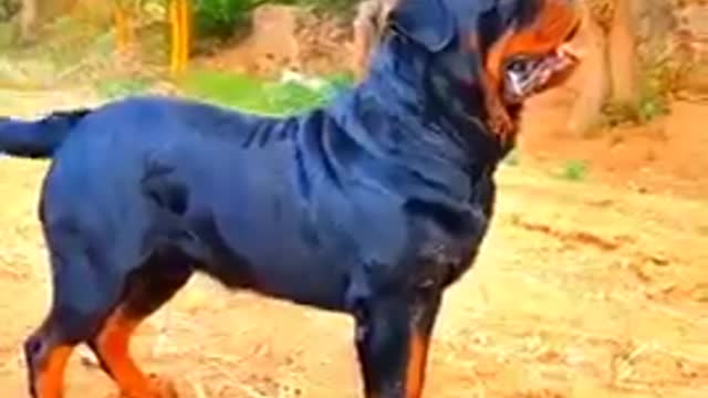 Rottweiler dog ||adult dog good quality in India ||Rottweiler male||Full train #Rottweiler #shorts