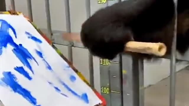 A giant panda who can draw