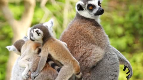 lemurs