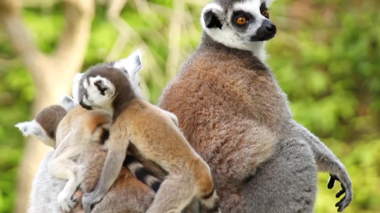 lemurs