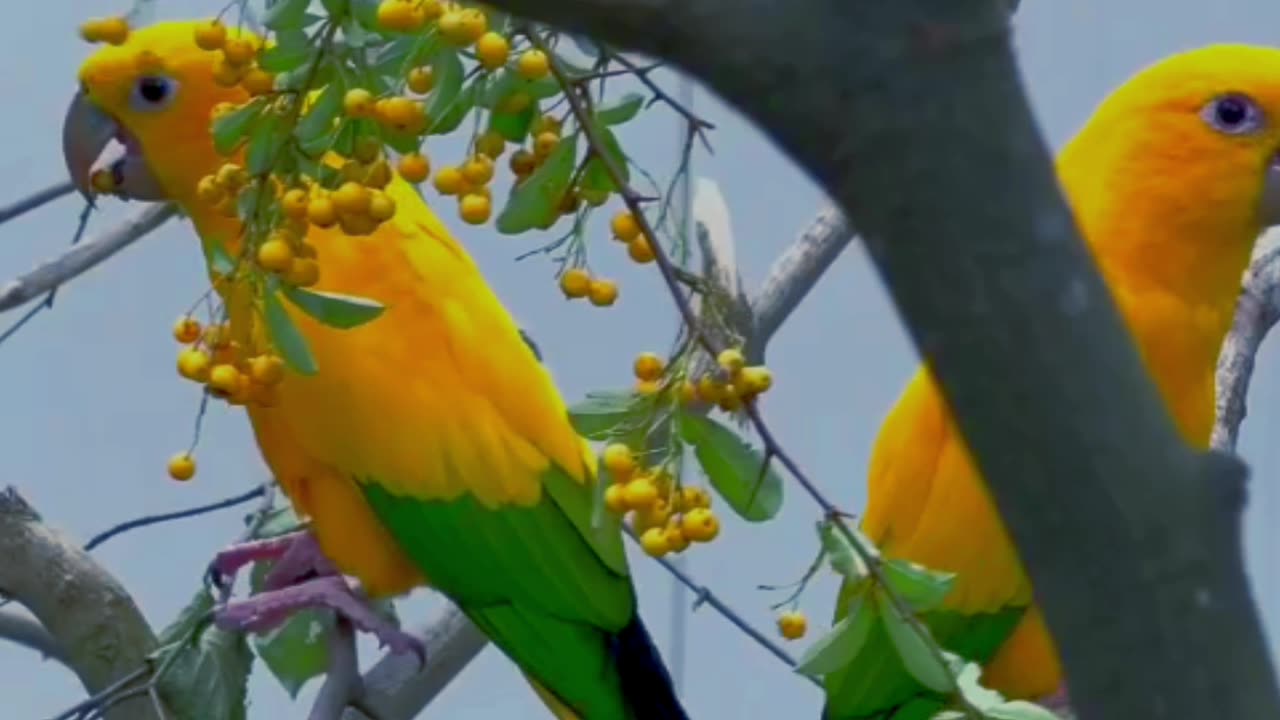 Yellow parrot