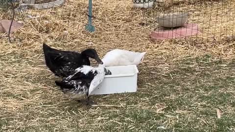 THE DUCKS BY THE POOL