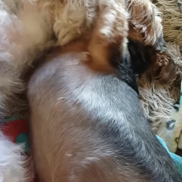 Dogs Give Each Other Kisses