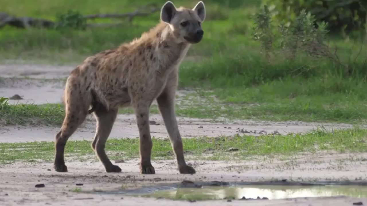 Heroic Intervention: Lioness Saves Baby Wildebeest from Hyena Jaw! 🦁🦓💪"