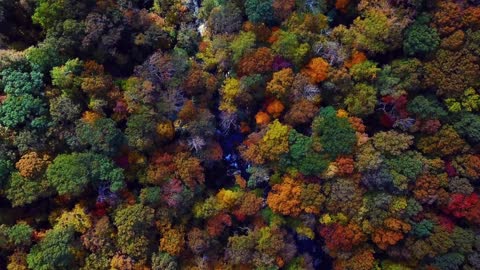 Beautiful Trees in the Forest