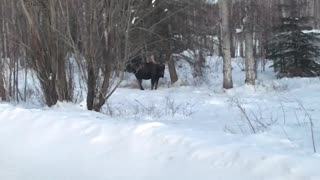 Bull Moose, Alaska