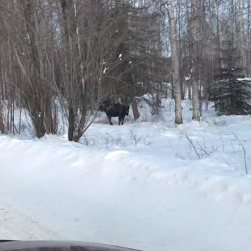 Bull Moose, Alaska