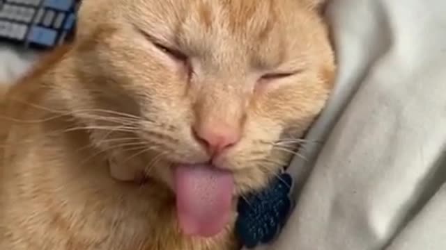 Cat very enjoyable Funny Video 😁😁😁😆😆❤