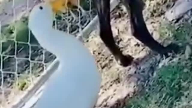 Duck Pecks Dog in the butt Funny Animals