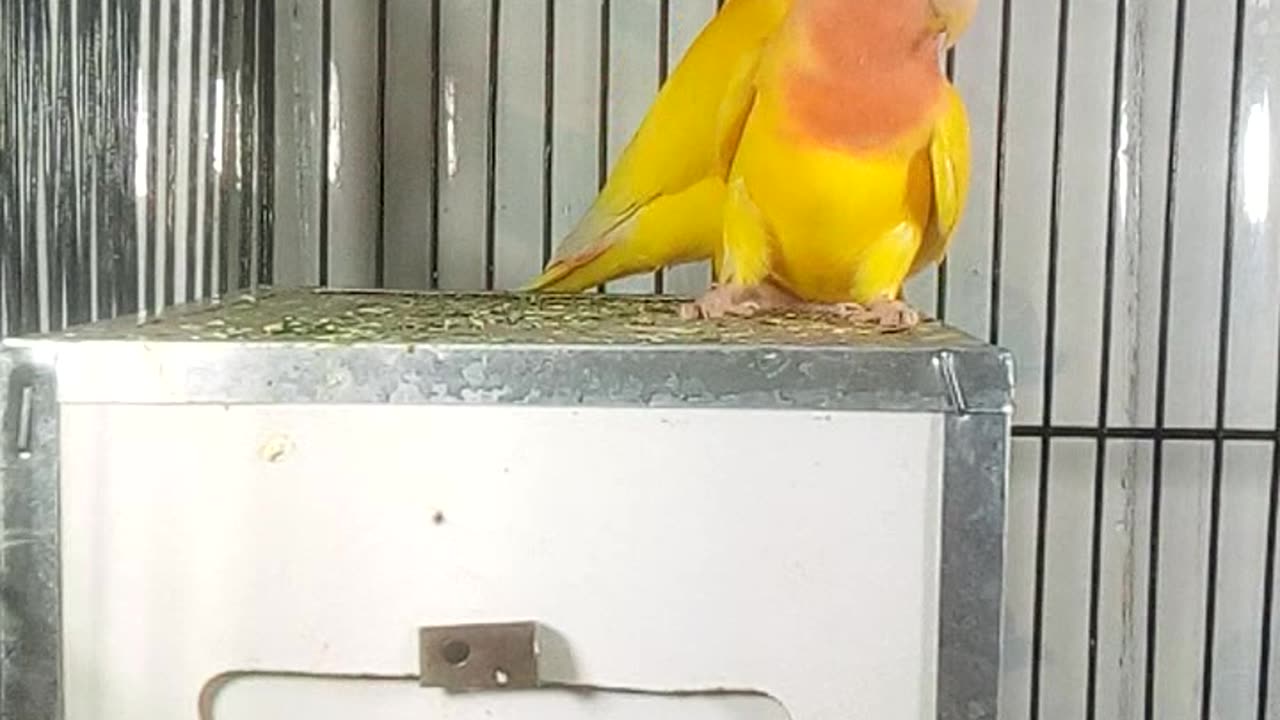 Love bird parrot yellow pair