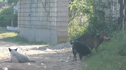 Meeting time for street dogs