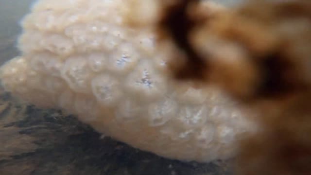 Magnificent Bryozoan