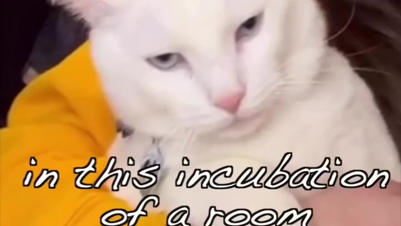 MUST WATCH: The most honest cat in the world history😂😂😂😂😂💔