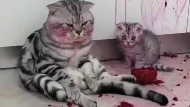 funny cat short videos |😂| part 219 |👍| Hello cats #shorts #shortvideo