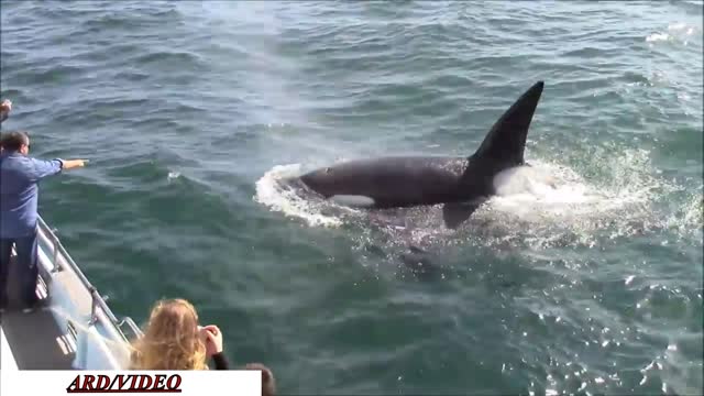 a group of whales caught on camera