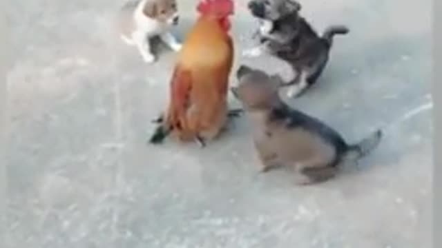 Dog and chiken a really frendship