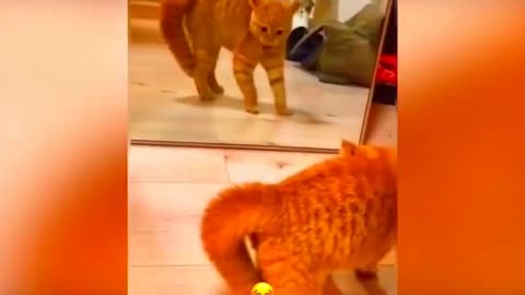 Cat funny videos