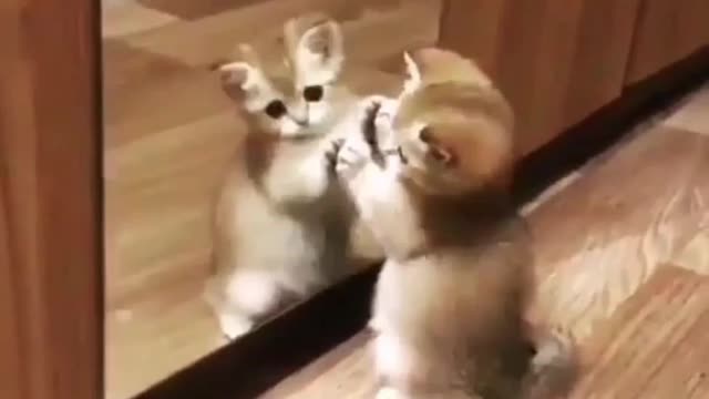 Cute kitten playing with a mirror