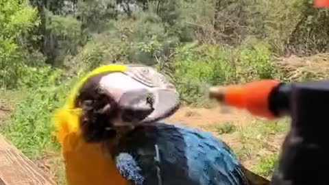 The parrot