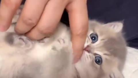 100% Adorable 😻💗 || BEST CAT ON INTERNET ❤️ || #kitten #trending