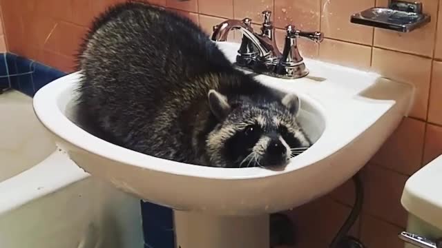 Pet raccoon learns how to makes herself a bath