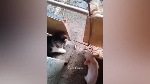 Funniest Animals 2023 Funny Dogs and Cats Videos