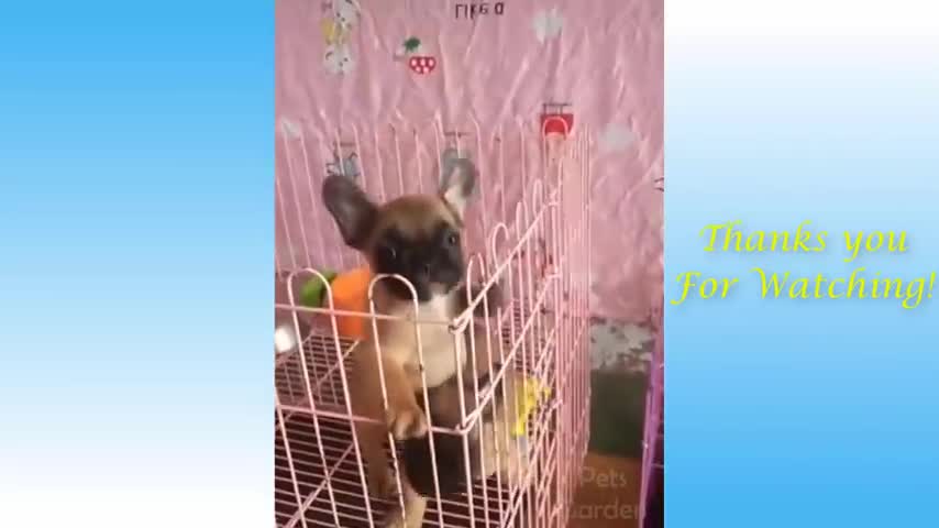 funny animal videos