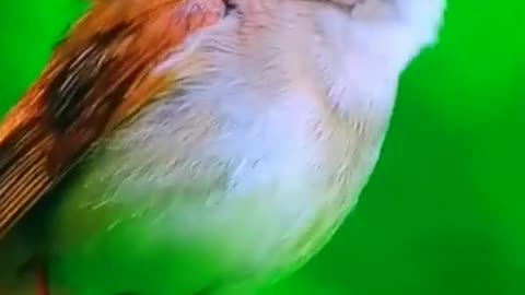 "A Title for the Beautiful Bird"