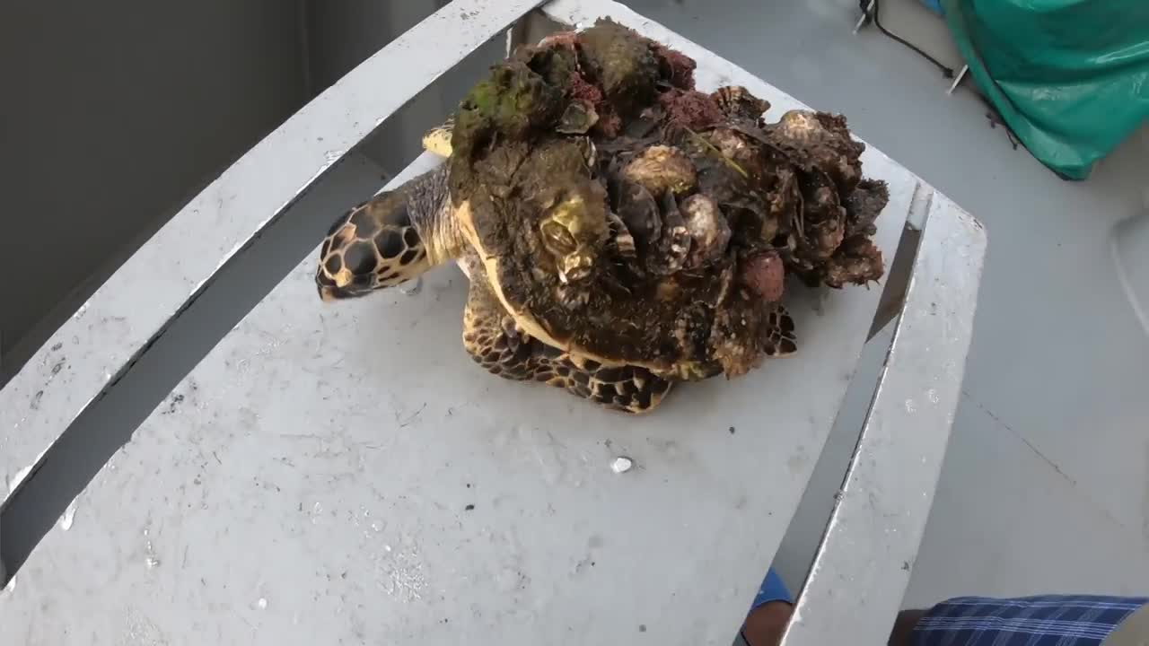 Rescue Sea Turtle Removing Barnacles From a Poor Sea Turtle | animals, Nature, turtles, ocean, ASMR