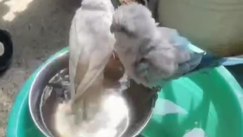 Let's take a bath together