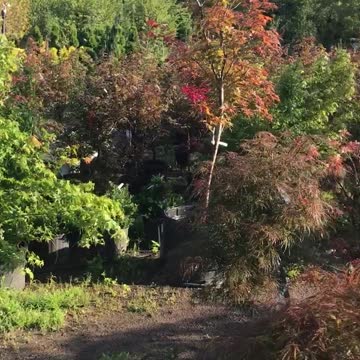 Weeping Japanese red maple trees at Highland Hill call us 215 651 8329