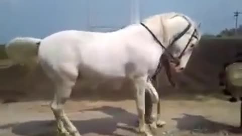 The purebred Arabian horse dance with the tones of music