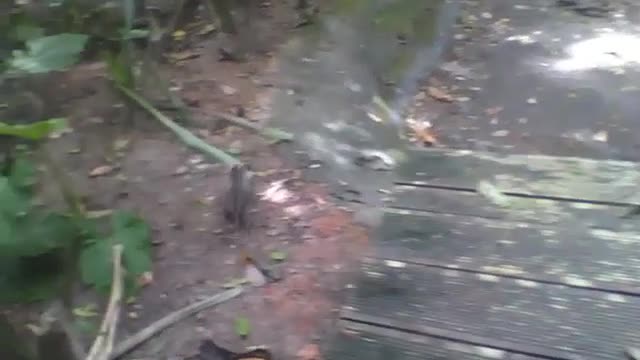 Sagui pula no chão e sobe em uma árvore no jardim botânico [Nature & Animals]