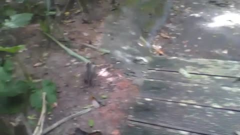 Sagui pula no chão e sobe em uma árvore no jardim botânico [Nature & Animals]