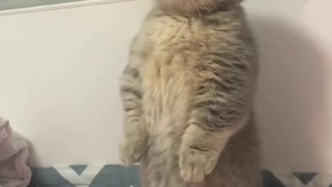 cats and kitten's