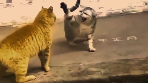 Cute cat fitnigh new video