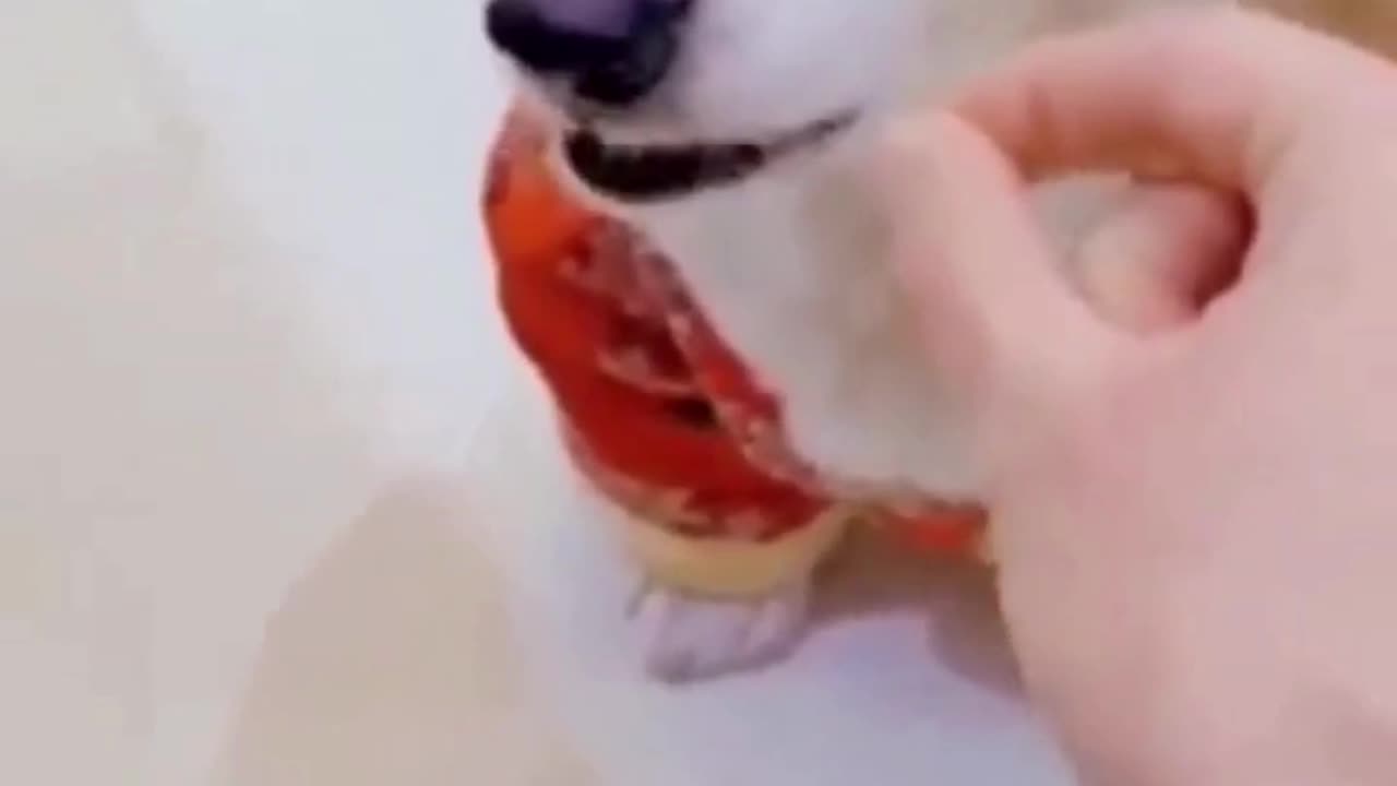 FUNNY ANIMAL VIDEO