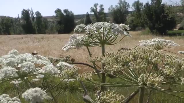 Beautiful Flowers Stock Video