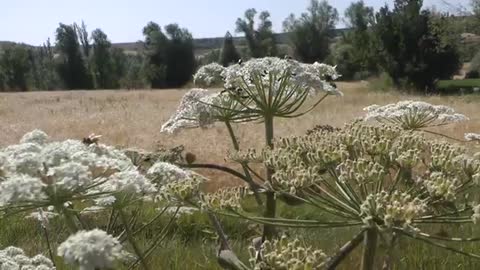 Beautiful Flowers Stock Video